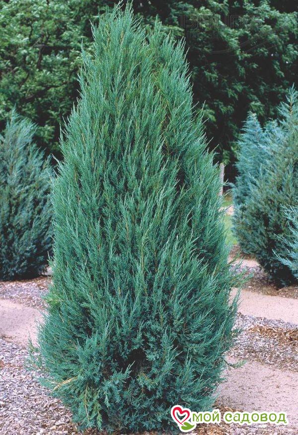 Уход за можжевельником осенью Святовит