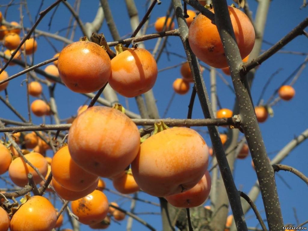 Хурма Кавказская