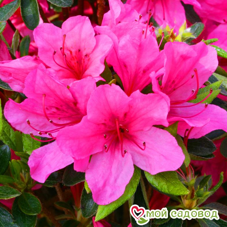 Азалия/Рододендрон Блаувс Пинк (Blaauw's Pink )