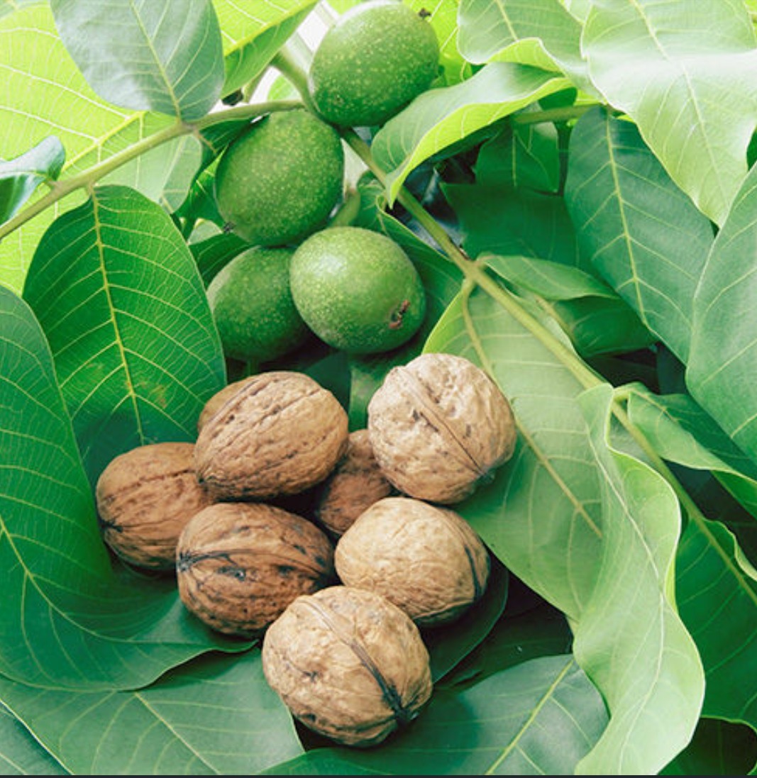 Дерево грецкий орех описание. Орех грецкий (Juglans Regia). Грецкий орех «Бахчисарайский». Грецкий орех Чандлер карликовый. Грецкий орех сорт Кочерженко.