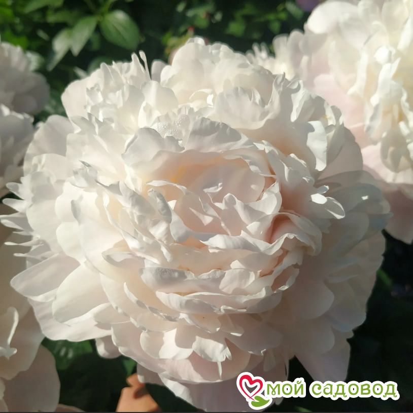 Пионы: агротехника и хвасты!