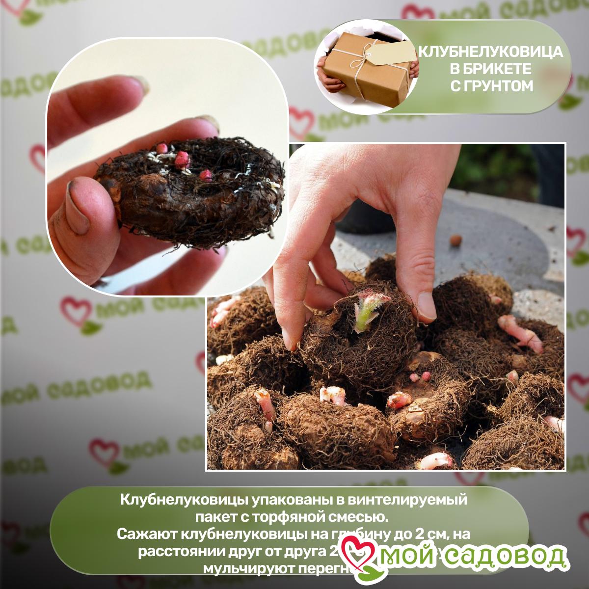 Бегония Криспа Маргината Вайт/Ред